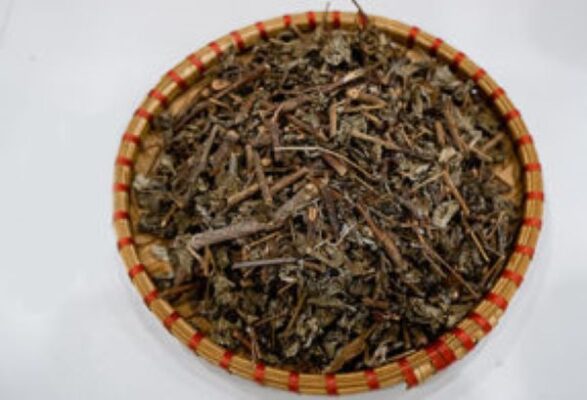 Cách sử dụng cây chè dây hiệu quả