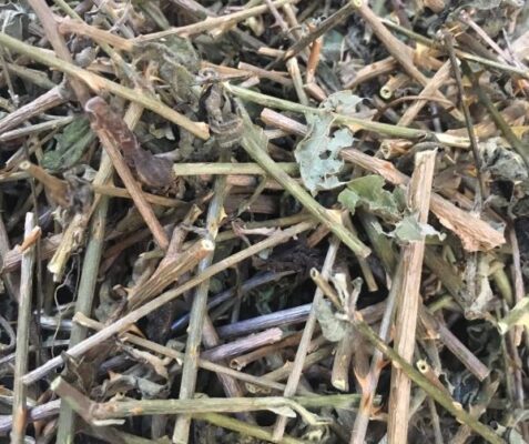 Cao cà gai leo có tác dụng gì với sức khỏe?