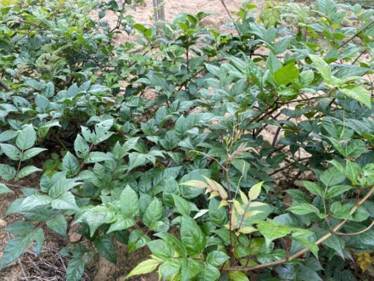 Cây chè dây có công dụng gì với sức khỏe