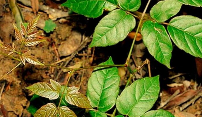 Cây chè dây có lợi ích gì cho sức khỏe?