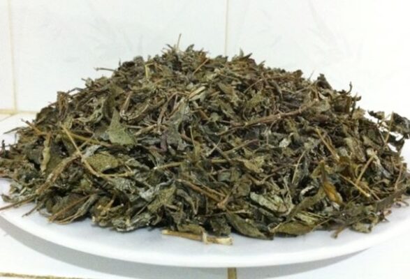 Cây chè dây có tác dụng gì với sức khỏe