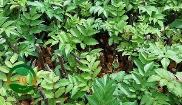 Cây chè dây có tác dụng gì?