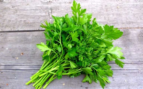 Công dụng của cây rau mùi với sức khỏe