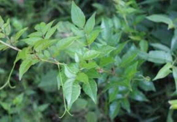 Khám Phá Chè Dây: Đặc Điểm, Tác Dụng và Lưu Ý Khi Sử Dụng