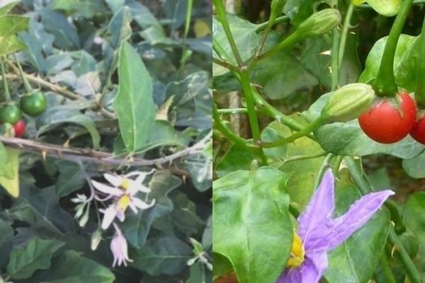 Công dụng của cao cà gai leo