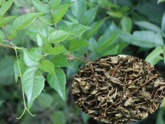 Công dụng của cây chè dây