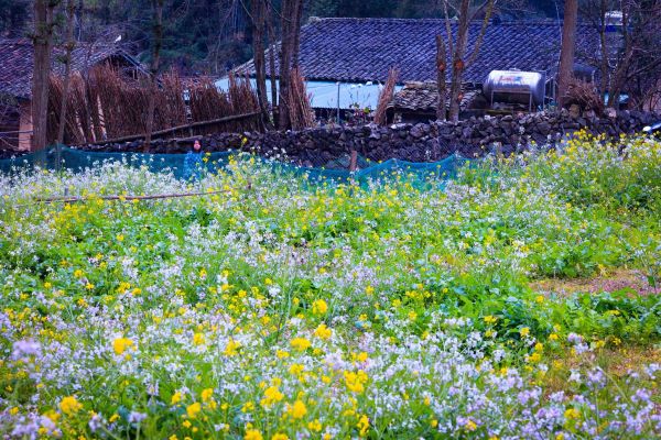 Địa điểm ngắm hoa cải đẹp nhất miền Bắc