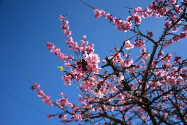 Lễ hội Hoa anh đào Tây Bắc