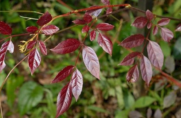 Dược tính có trong chè dây