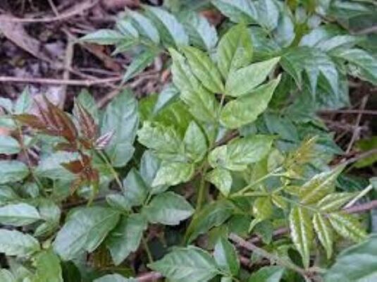 Khám phá lợi ích của cây chè dây