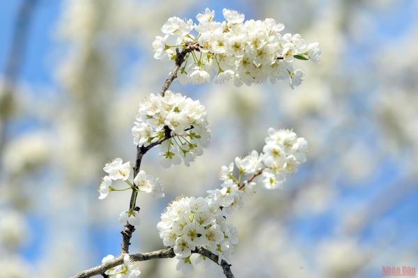Kinh nghiệm ngắm hoa mận Mộc Châu