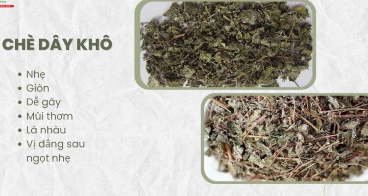 Khám phá chè dây: Đặc điểm, tác dụng và lưu ý khi sử dụng