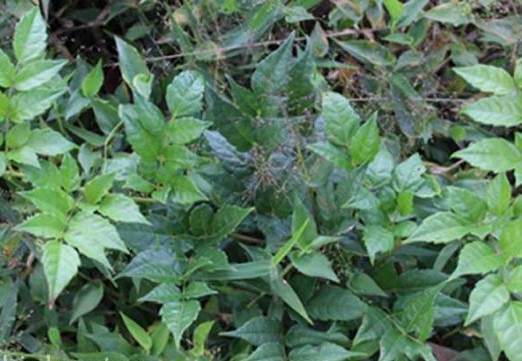 Lợi ích sức khỏe của cây chè dây