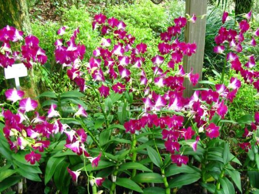 Nên chơi hoa gì trong ngày tết?