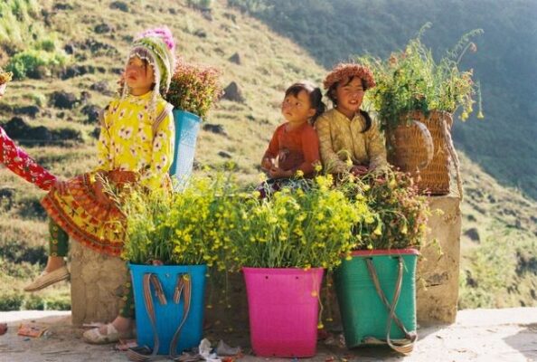 Ngắm mùa hoa cải Tây Bắc