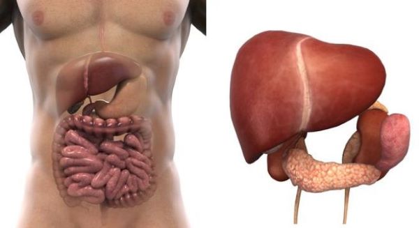 Nguyên nhân bị bênh gan nhiễm mỡ