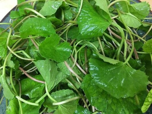 Nộm rau má thịt lợn