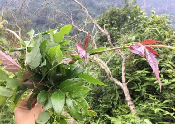 Tác dụng của cây chè dây