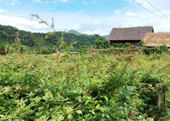 Thành phần giúp cây chè dây chữa được đau dạ dày là gì?