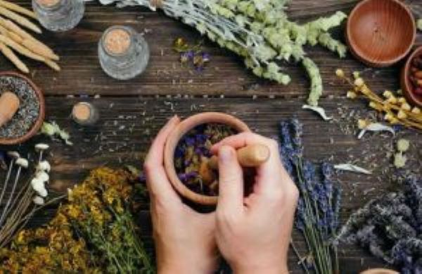 Thuốc nam trị gan nhiễm mỡ