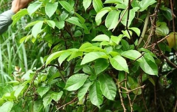 Tìm hiểu về cây chè dây và tác dụng chữa bệnh của nó