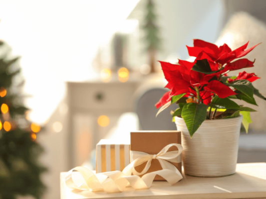 Ý nghĩa của các loài hoa trang trí Tết