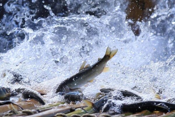 ác loại cá sông, cá suối ở vùng núi Tây Bắc