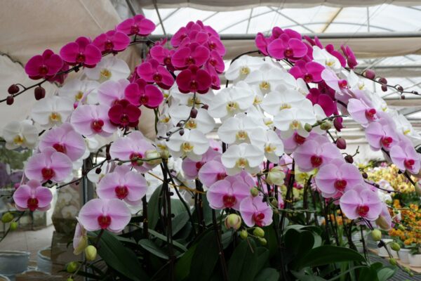 10 Loại Hoa Trang Trí Tết Đẹp