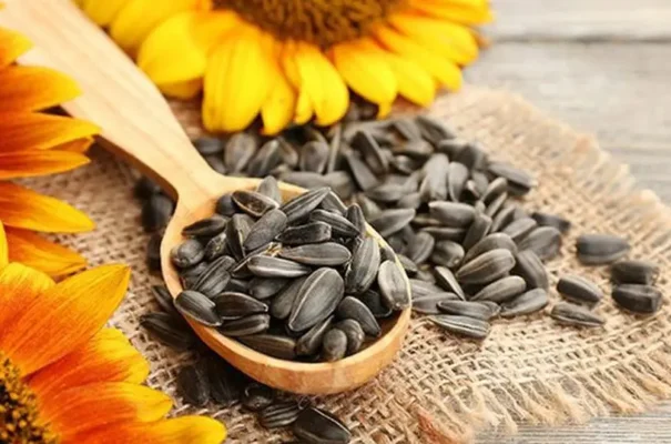 Cảnh báo an toàn khi ăn hạt hướng dương