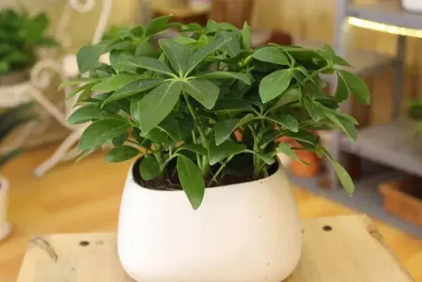 Cây Ngũ Gia Bì: Giải Pháp Tự Nhiên Đuổi Muỗi Hiệu Quả