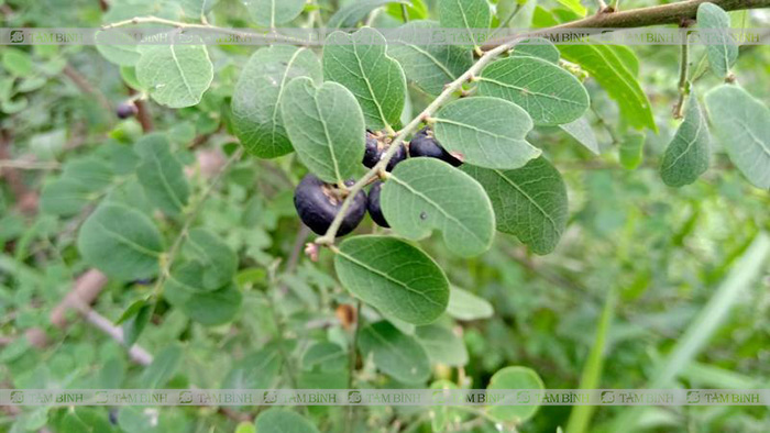 Công dụng của cây phèn đen trong điều trị bệnh?