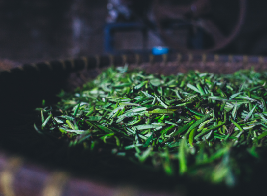 Trà xuân là gì?Trà xuân có tốt không?