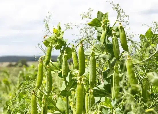 Đậu Hà Lan: Lợi Ích và Lưu Ý Đối Với Sức Khỏe