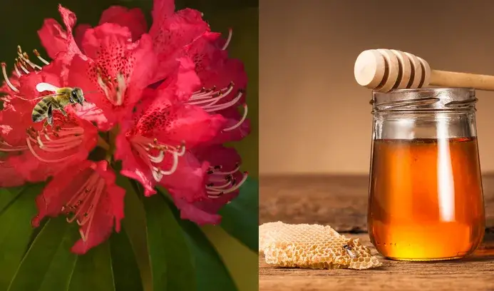 Top 7 mật ong đắt đỏ và giá trị nhất thế giới