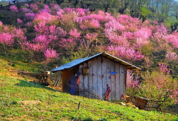 Tết Tây Bắc