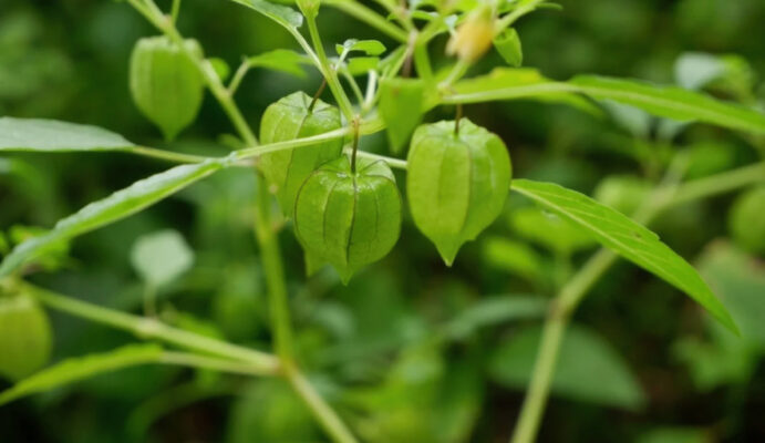 Tác Dụng và Cách Sử Dụng Cây Tầm Bóp