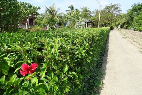 Hoa Dâm Bụt: Dược Liệu Tự Nhiên Tốt Cho Sức Khỏe