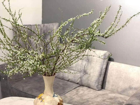 Hoa Tuyết Mai - Biểu Tượng Của Vẻ Đẹp Thuần Khiết