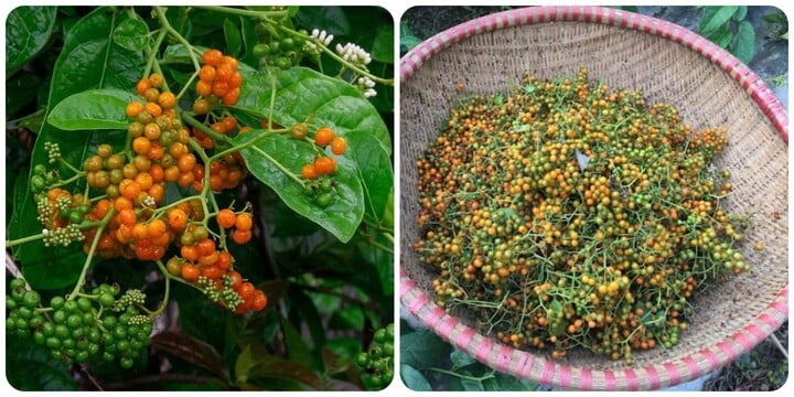 01 số bài thuốc chữa bệnh từ quả xạ đen