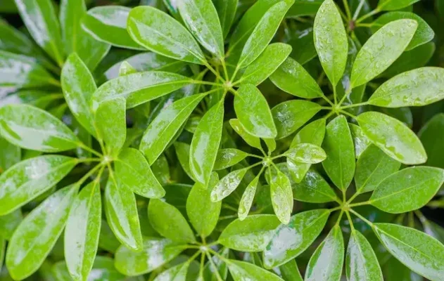 Lá cây ngũ gia bì có ăn được không?