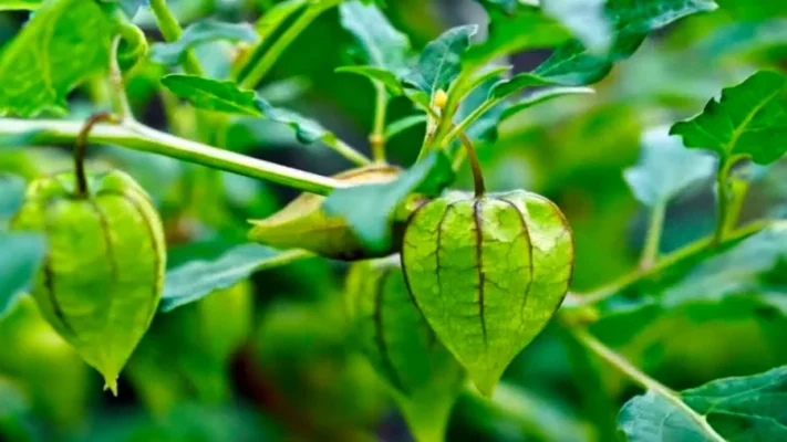 Công dụng trị bệnh của cây tầm bóp