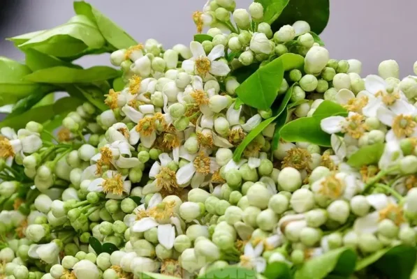 Lợi ích sức khỏe từ hoa bưởi