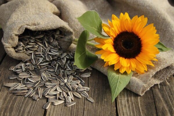 Lợi ích và những điều cần lưu ý khi ăn hạt hướng dương
