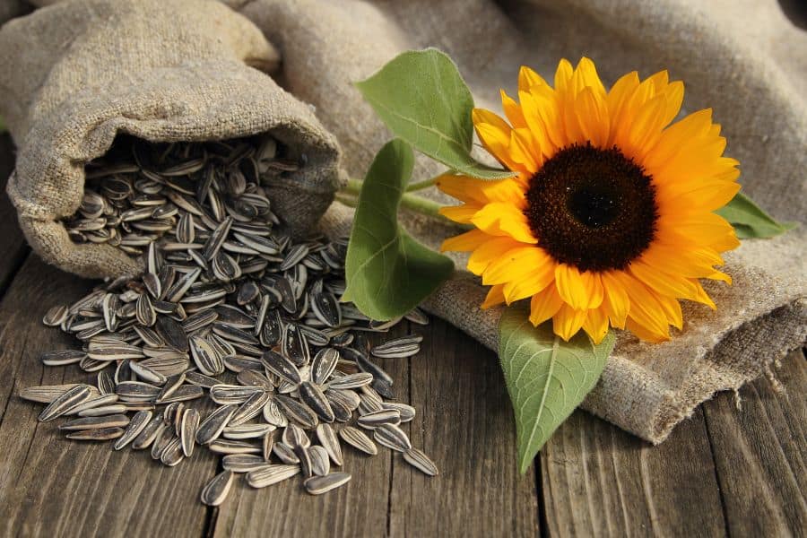 Gửi hạt hướng dương sang Nhật cần lưu ý gì?