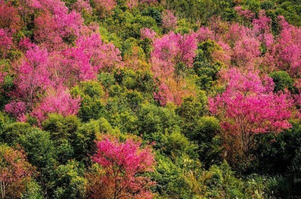 Lên Mù Cang Chải ngắm mùa hoa tớ dày