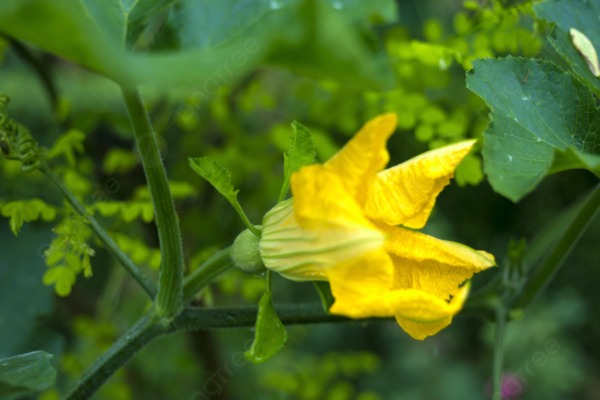 Hoa bí ngô và 5 tác dụng đối với sức khỏe