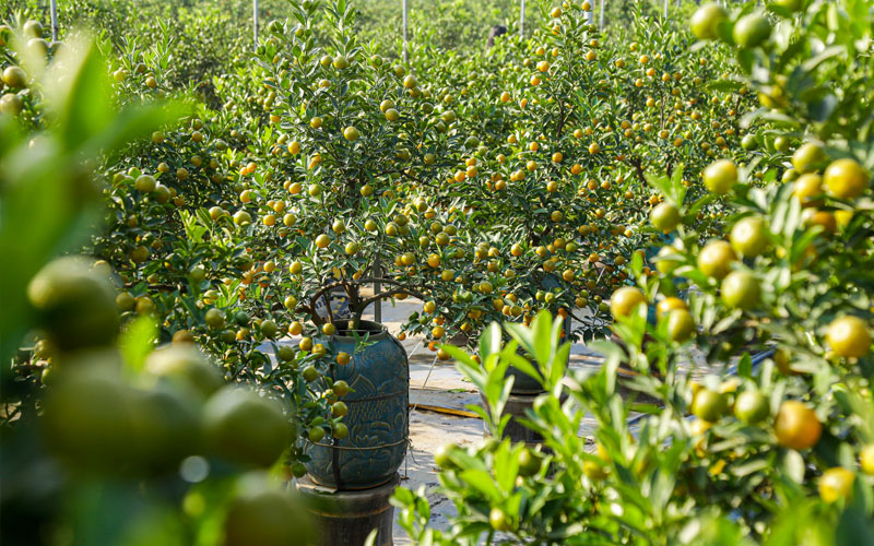 Ý nghĩa phong thủy của cây quất