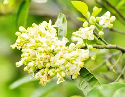 Tác dụng tuyệt vời từ hoa bưởi ngâm mật ong