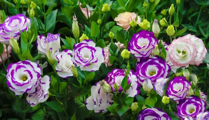 Tại sao nên trưng hoa cát tường ngày Tết?