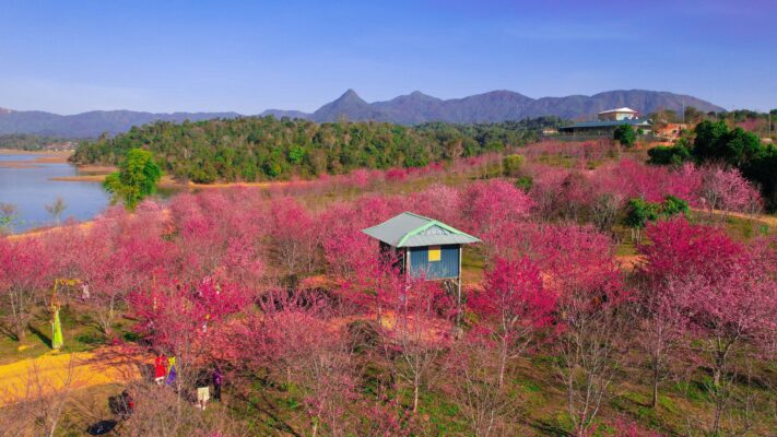 Hoa anh đào ở ngay Tây Bắc thôi nhé mọi người